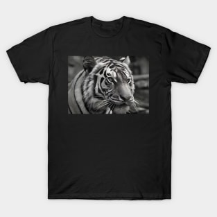 Tiger Black and White Photograph T-Shirt